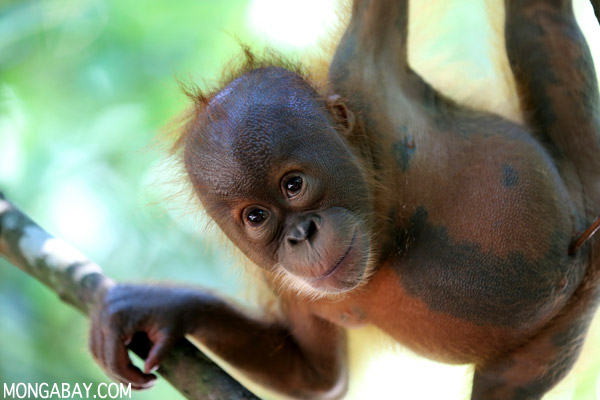 Dieser junge Urwaldbewohner hofft darauf, dass Indonesien die Zerstörung der Wälder in den Griff bekommt (Foto: Mongabay)