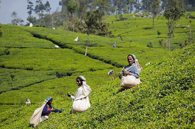 Arbeiterinnen ernten Tee in Sri Lanka. In einer Tasse Tee stecken 32 Liter Wasser. (Foto: Wikipedia)