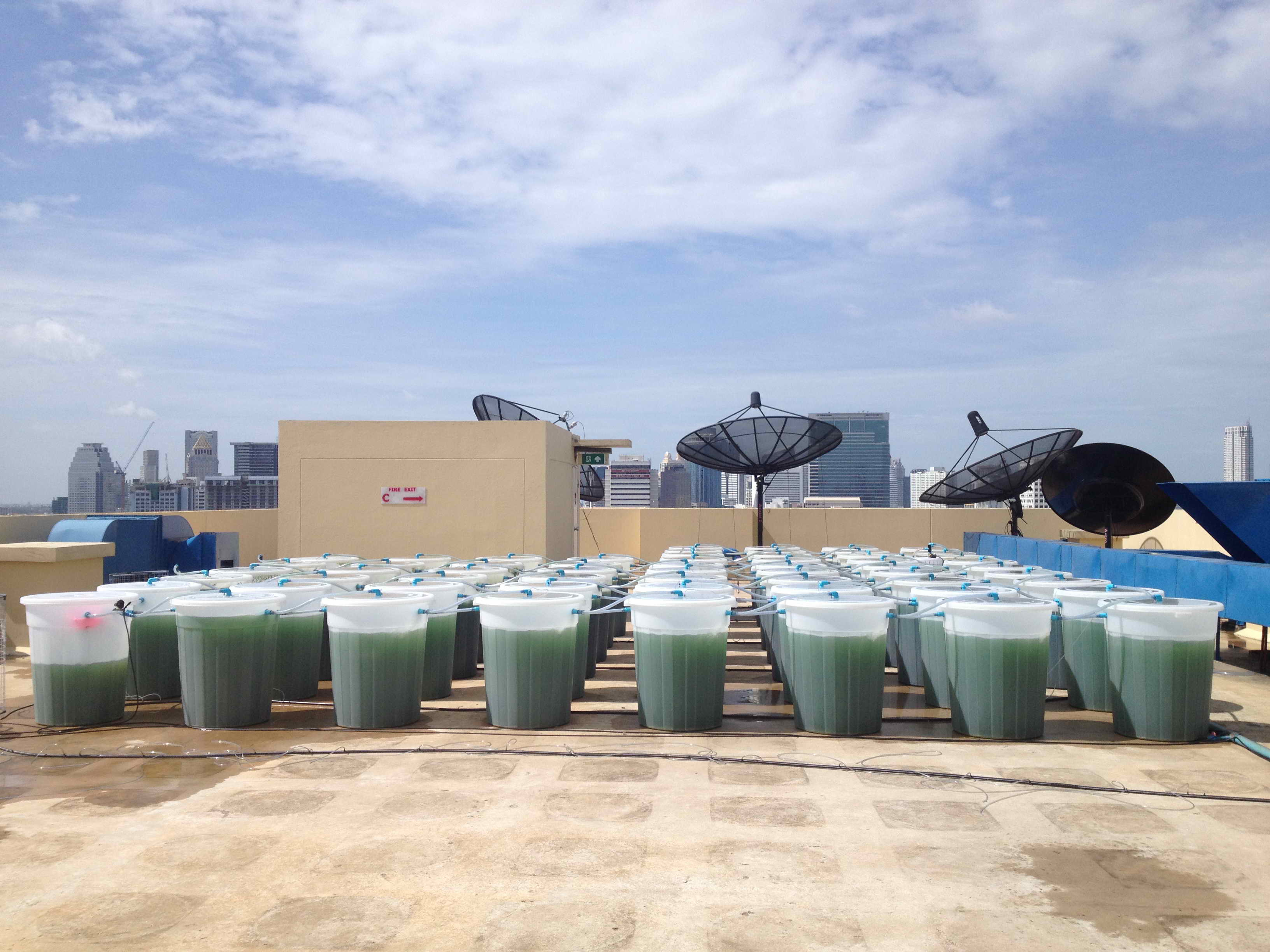Die Zukunft der Landwirtschaft? Mit minimalem Land- und Wassereinsatz produziert EnerGaia Spirulina auf den Dächern Bangkoks (Foto: EnerGaia)