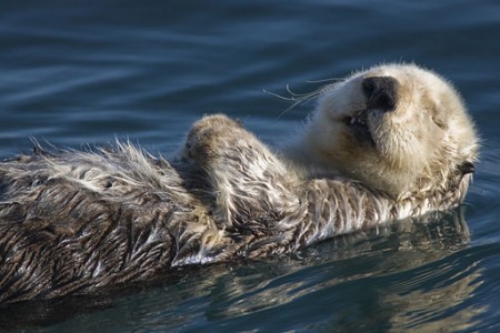 Geschafft. Nach schwerer Arbeit bei der Seeigelbeseitigung lässt sich dieser Seeotter von der Ebbe aufs Meer hinaus treiben. (Foto: Mike Baird / Wikimedia)