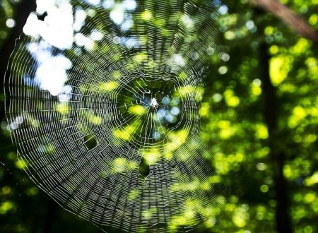Filigran. So wie ein Spinnennetz schnell zerrissen ist, ist auch das Netz der EU-Handelsverträge leicht zerstörbar. Es wieder zu knüpfen dauert Jahre und erfordert geschickte Verhandler. (Foto: skeeze / pixabay)