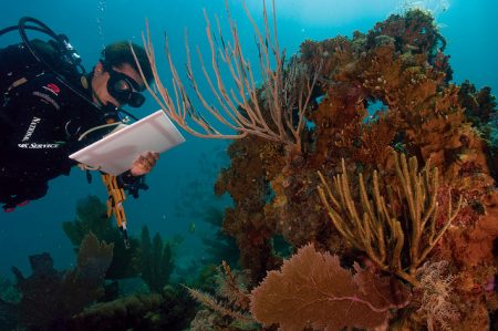 Wüstenbildung 1. Dieser Wissenschaftler kartiert die neuesten Unterwasserwüsten. Geht die Korallenbleiche nächstes Jahr weiter, werden wieder neue Karten gebraucht. (Foto: NPS / Flickr)