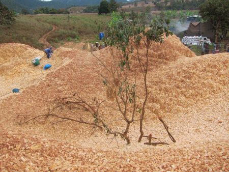 Noch mehr Feinstaub. Auch dieser Berg an Pflanzenabfällen würde ohn das Biokohleprojekt einfach angezündet. (Foto: zVg)