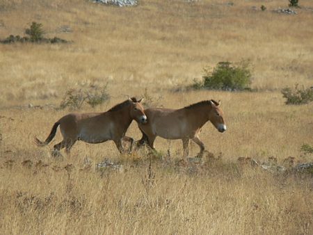 Knapp überlebt. Diese Przewalski Pferde bereiten sich in Frankreich auf ihre Auswilderung in der Mongolei vor. (Foto: Ancalagon / Wikimedia)