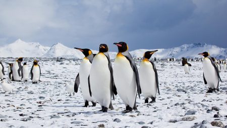 CCAMLR anybody? Wenn diese Pinguine Glück haben profitieren sie schon im Oktober von einem der missglücktesten Akronyme der Welt. (Foto: Antarctica Bound / Flickr)