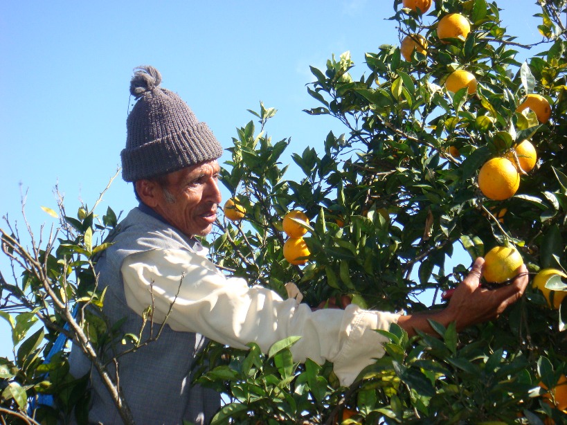 Krisengewinnler? Ob dieser Bauer in Nepal auch von den gestiegenen Preisen für Orangensaft profitiert, ist nicht bekannt. (Foto: ILO Asia-Pacific / Flickr)