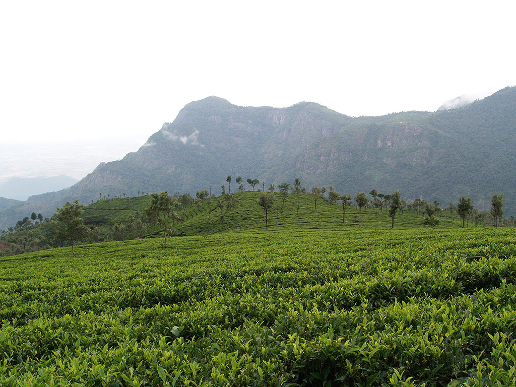 Temperaturempfindlich. Wegen der klimaerwärmung wird der Kaffeeanbau immer weiter die Hänge hochwandern. (Foto: Prince Tigereye / Wkimedia)