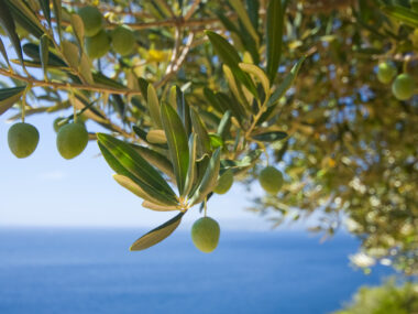 Mittelmeer. Ob dieser Olivenbaum auch dieses Jahr so grün ist, ist leider unbekannt. (Foto: Unbekannt / Wallpaper Flare)
