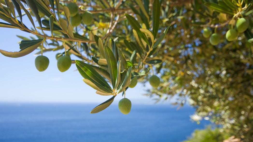 Mittelmeer. Ob dieser Olivenbaum auch dieses Jahr so grün ist, ist leider unbekannt. (Foto: Unbekannt / Wallpaper Flare)
