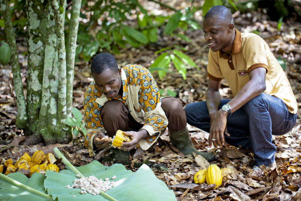 Süsssauer. Auch beim Kakao müssen hohe Preise dafür sorgen, dass das Angebot steigt. (Foto: Nana Kofi Acquah / Nestlé / Flickr)