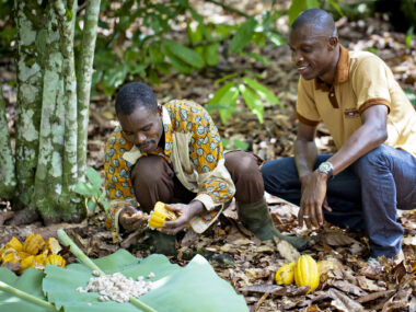 Süsssauer. Auch beim Kakao müssen hohe Preise dafür sorgen, dass das Angebot steigt. (Foto: Nana Kofi Acquah / Nestlé / Flickr)