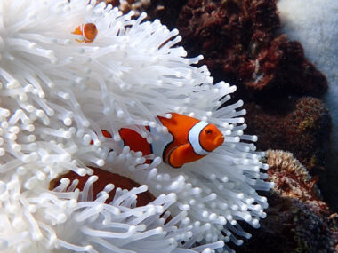 Kinderstube. Dieser Clownfisch sollte sich in bunten Korallen verstecken können. Doch wegen der Erwärmung der Meere ist diese Koralle bereits vollständig gebleicht. (Foto: Eric Matson / AIMS)