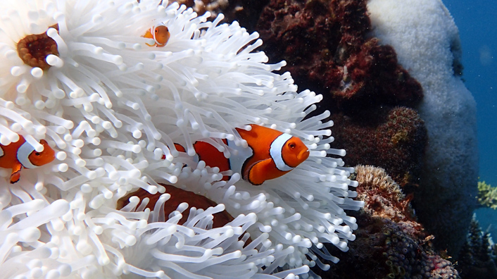 Kinderstube. Dieser Clownfisch sollte sich in bunten Korallen verstecken können. Doch wegen der Erwärmung der Meere ist diese Koralle bereits vollständig gebleicht. (Foto: Eric Matson / AIMS)