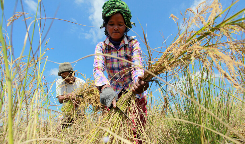 Erntehelfer. Auch diese Bauern in Kambodscha profitieren von IDA-Geldern. (Foto: Chor Sokunthea / World Bank)