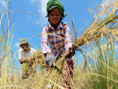 Erntehelfer. Auch diese Bauern in Kambodscha profitieren von IDA-Geldern. (Foto: Chor Sokunthea / World Bank)